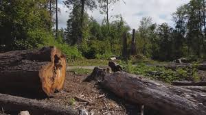 Best Hazardous Tree Removal  in Boulder Creek, CA