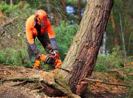 Best Seasonal Cleanup  in Boulder Creek, CA