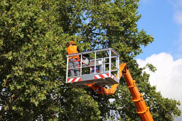 Best Tree Mulching Services  in Boulder Creek, CA