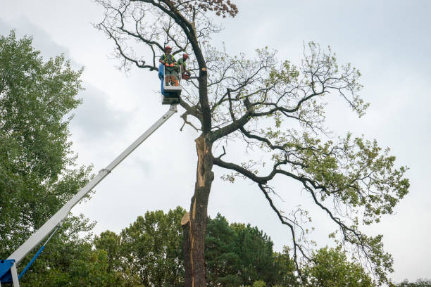 Best Arborist Consultation Services  in Boulder Creek, CA