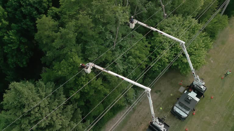 Best Tree Risk Assessment  in Boulder Creek, CA