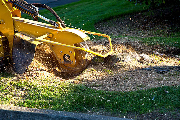 Why Choose Our Tree Removal Services in Boulder Creek, CA?