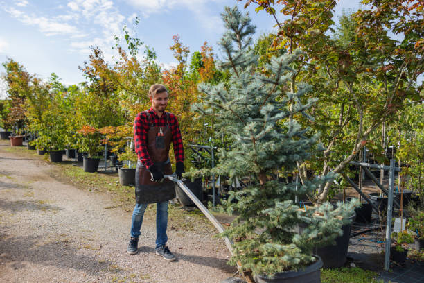 Best Emergency Tree Removal  in Boulder Creek, CA